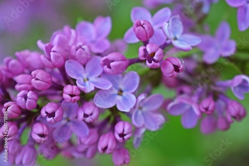 Beautiful purple lilac flowers.Blooming spring garden.
