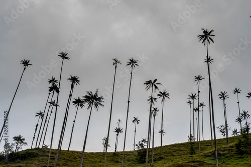 Wax Palm Forest - Coca Valley, Salento, Colombia