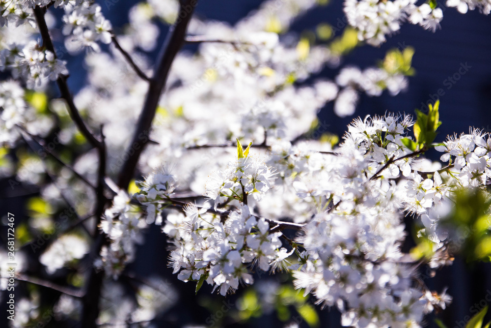 Fototapeta premium Apple blossom in the garden