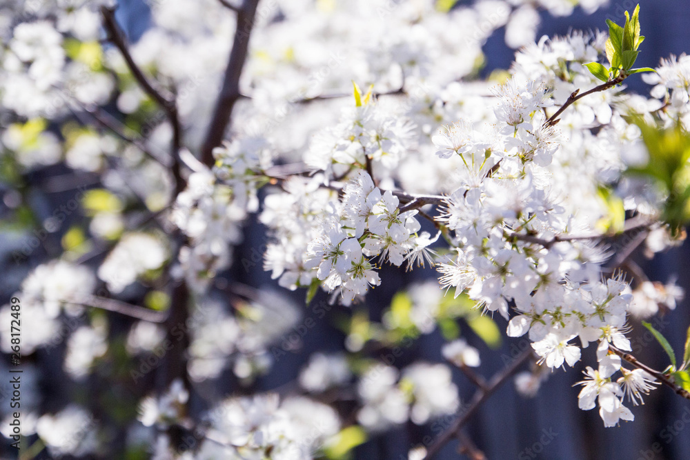 Apple blossom in the garden