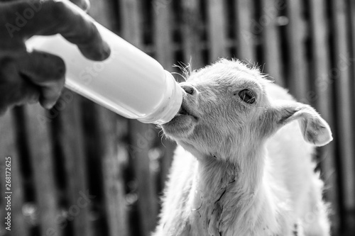 black and white photo of a kid feeding from hand