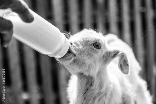black and white photo of a kid feeding from hand