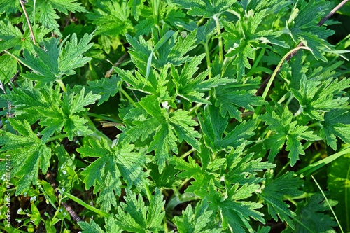 Leonurus cardiaca in organic garden. Medicinal herb. Concept of healthy nutrition. Leonurus cardiaca known as motherwort is an herbaceous perennial plant. 