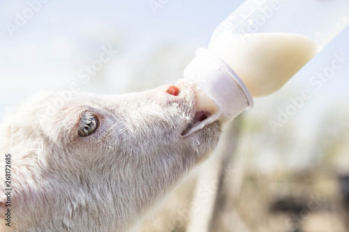 feeding a baby goat with milk from a bottle