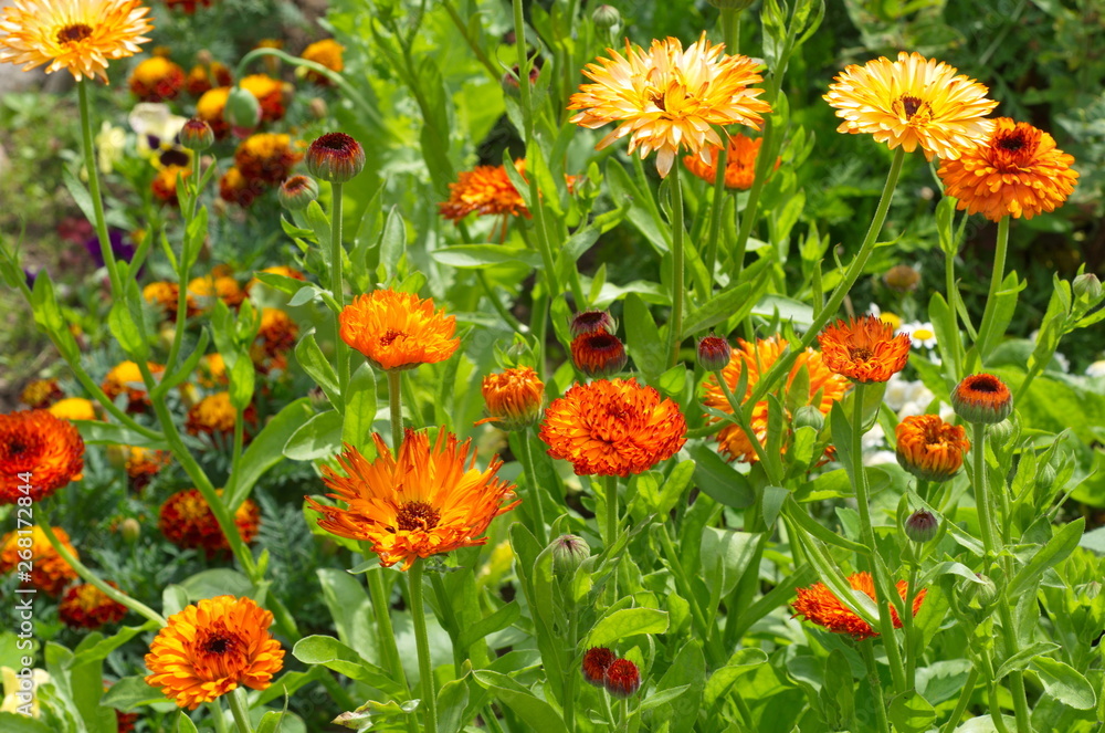 Terry calendula (lat. Calendula officinalis) blooms in the summer garden Terry calendula (lat. Calendula officinalis) blooms in the summer garden