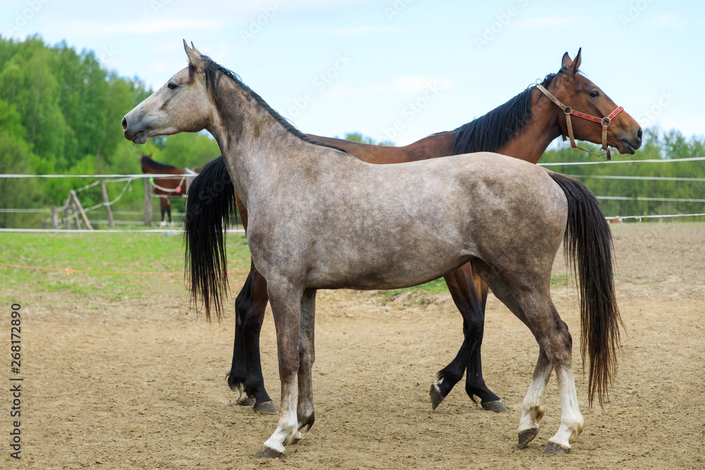 Obraz premium Two horses on the pasture, springtime