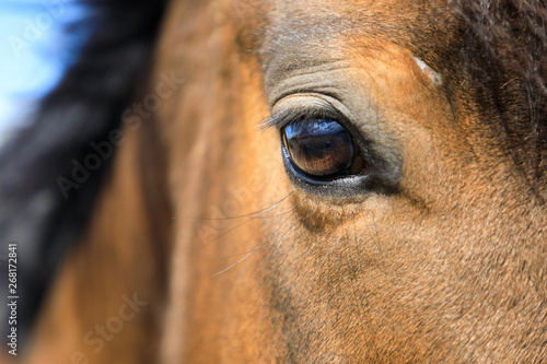 Eye of the horse close up © castenoid
