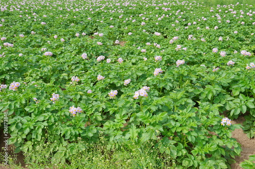 Blooming potatoes on the field on a summer day