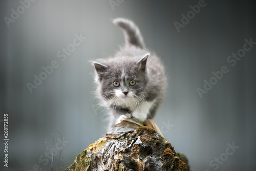 Fotografie beautiful fluffy kitten posing outdoors