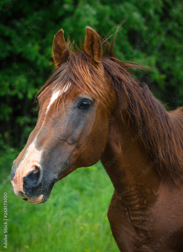 portrait of stunning trakehner stallion portrait of stunning trakehner stallion