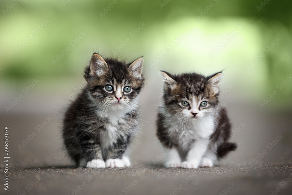 two adorable tabby kittens posing on the road