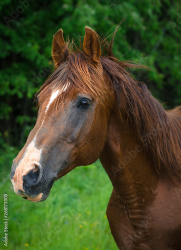 portrait of stunning trakehner stallion © vprotastchik