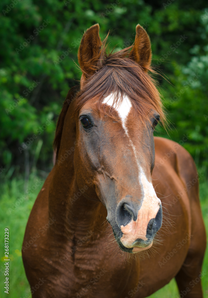 portrait of red trakehner stallion in summer portrait of red trakehner stallion in summer