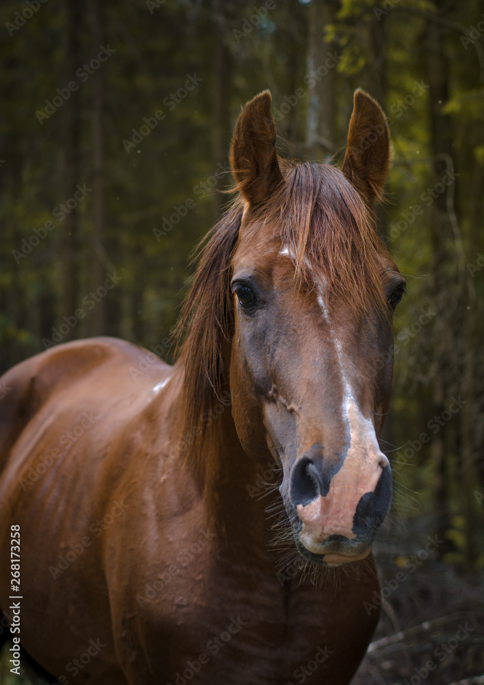 Obraz premium trakehner stallion in summer forest
