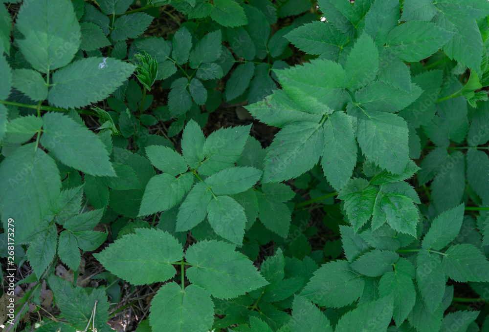 Green background of the leaves Slyti. A common weed.Aegopodium podagraria. Green background of the leaves Slyti. A common weed.Aegopodium podagraria.