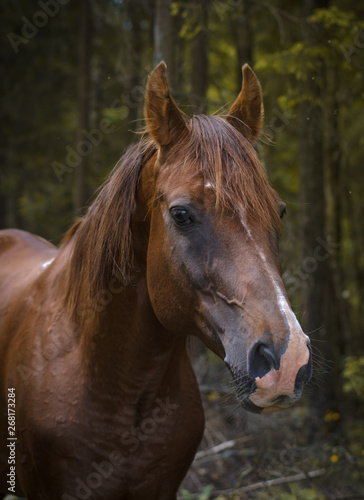 portrait of trakehner stallion in summer forest