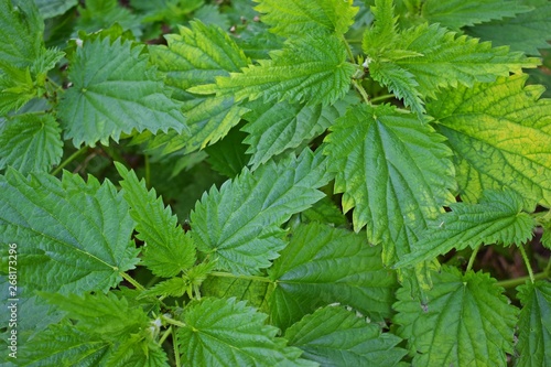 Young nettle. Medicinal plant. Multivitamin Supplement.