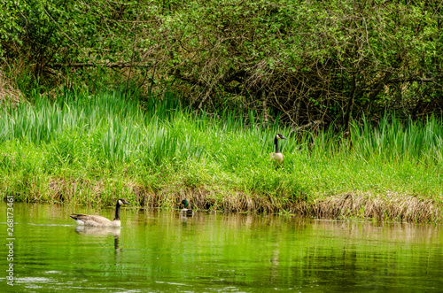 Canada Geese At The Little Spokane Natural Area