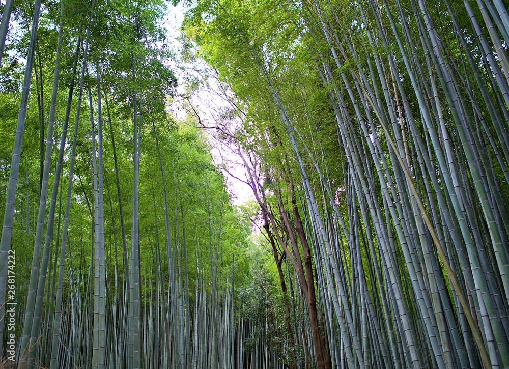 The bamboo groove and the cloudy sky during evening at Kyoto, Japan in Spring The bamboo groove and the cloudy sky during evening at Kyoto, Japan in Spring