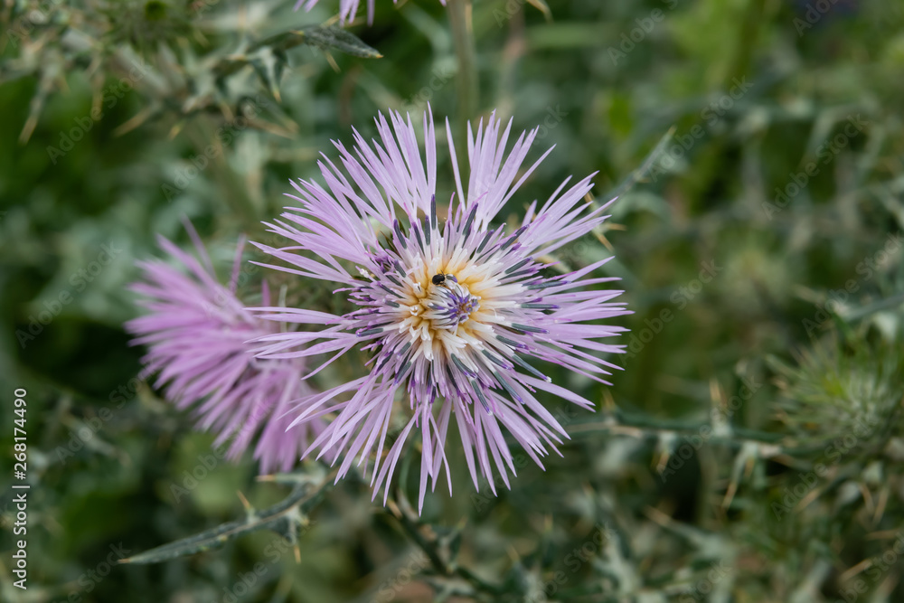 Purple Milk Thistle Inflorescence in Springtime Purple Milk Thistle Inflorescence in Springtime