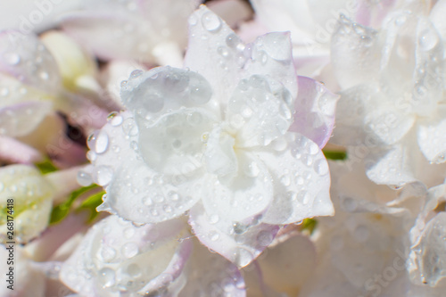 Snow-white pink lilac with dew drops on the flower.