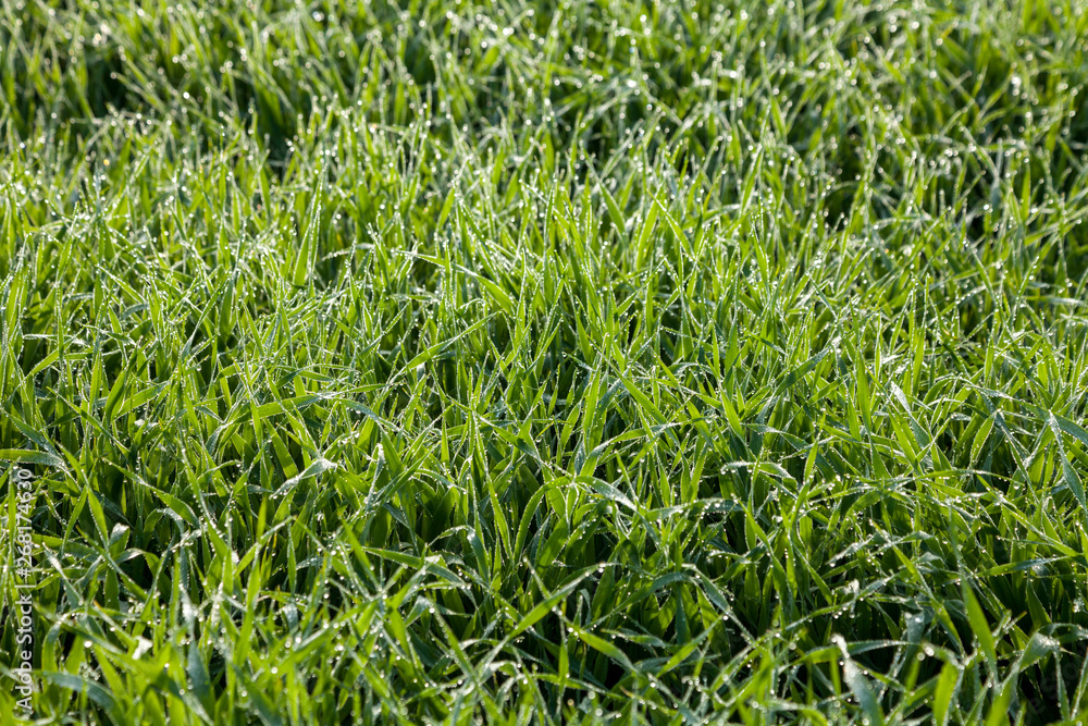 Obraz premium Morning dew