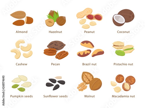 Nuts and seeds in flat design vector set of illustrations. Collection of nuts, seeds icons, infographic elements isolated on white background. photo