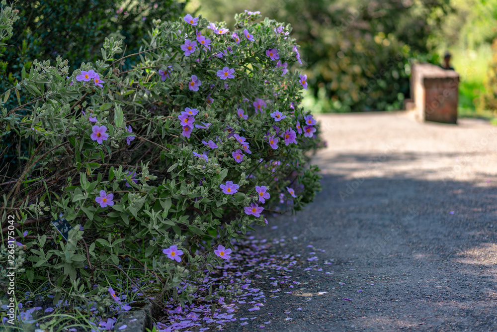 Fototapeta premium fioletowe kwiaty w ogrodzie