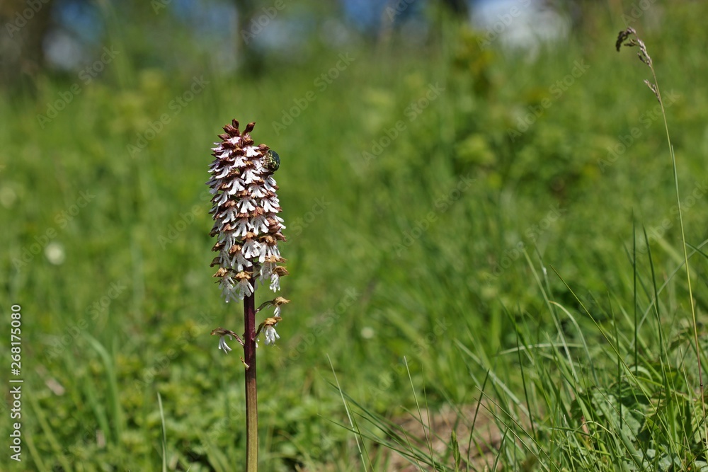 Purpur-Knabenkraut (Orchis purpurea) mit Gemeinem Rosenkäfer (Cetonia aurata) Purpur-Knabenkraut (Orchis purpurea) mit Gemeinem Rosenkäfer (Cetonia aurata)