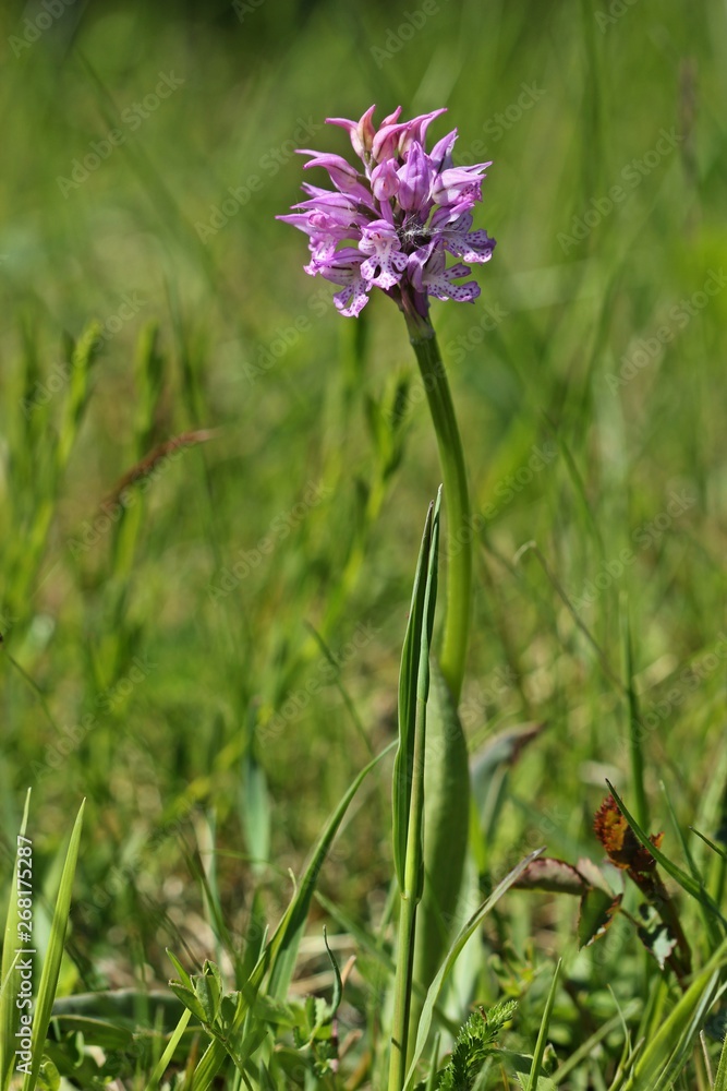 Fototapeta premium Dreizähniges Knabenkraut (Neotinea tridentata)