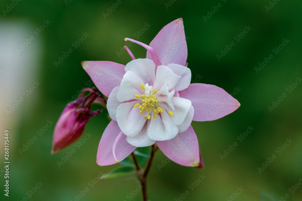 Makroaufnahme einer rosa weißen Akelei Blüte mit Details wie Blütenstempel und Pollen Makroaufnahme einer rosa weißen Akelei Blüte mit Details wie Blütenstempel und Pollen