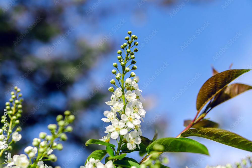 blooming white flowers on a background of blue sky blooming white flowers on a background of blue sky