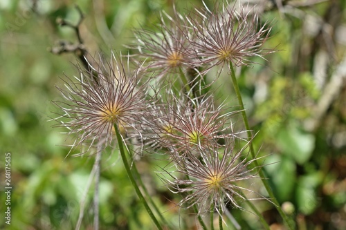 Samenstand der Gewöhnlichen Küchenschelle (Pulsatilla vulgaris)