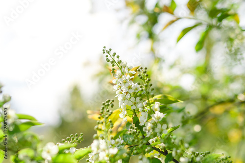 blossoming flowers on the bird-cherry tree. blooming white flowers.