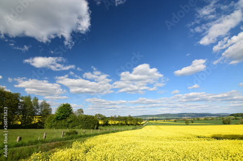 Frühlingslandschaft mit blühendem Rapsfeld photo