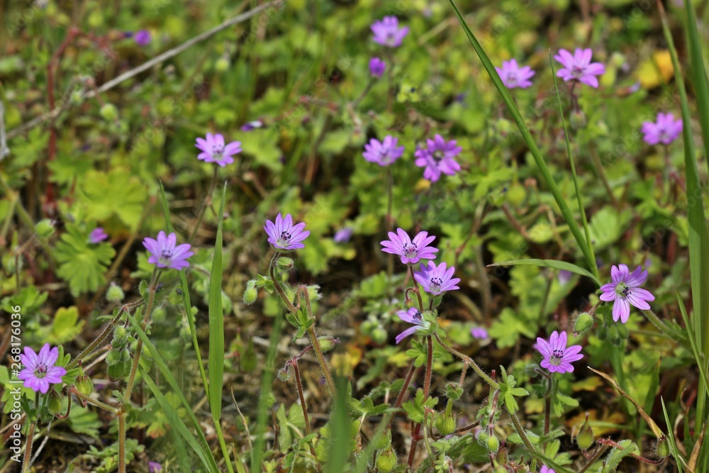Fototapeta premium Weicher Storchschnabel (Geranium molle)