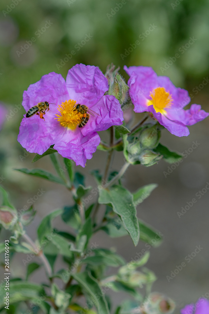 bee on purple flowers in the garden bee on purple flowers in the garden