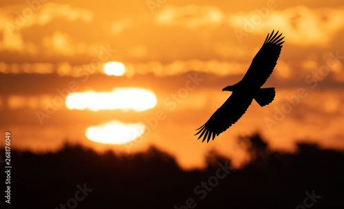 Bald Eagle at Sunrise