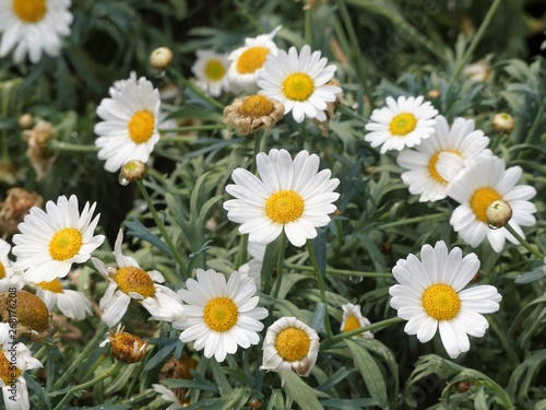 Beautiful white marguerite daisy flowers with yellow capitulum © Peter Fleming