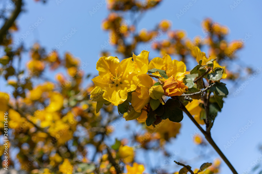 yellow flowers in spring and blue sky yellow flowers in spring and blue sky