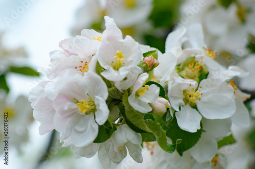 White and pink colors of apple flower on a soft background