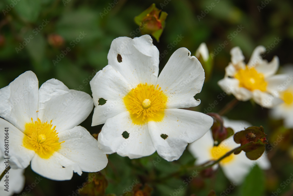 Obraz premium Sage Leaved Rock Rose Flowers in Bloom in Springtime