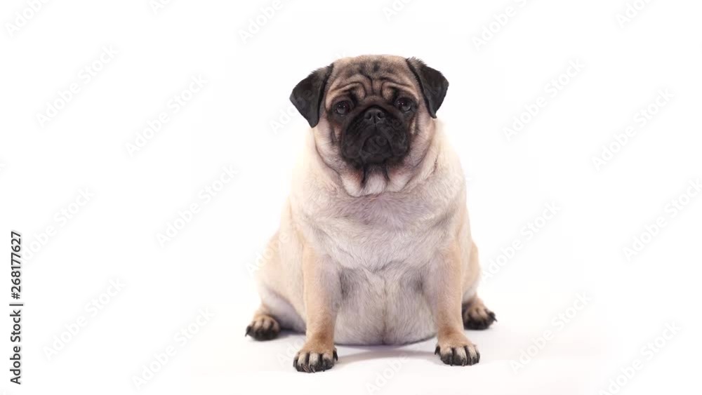 Funny Pug Puppy on white background. portrait of a cute pug dog with big sad eyes and a questioning look on a white background, Beige pug with huge eyes on a white background Funny Pug Puppy on white background. portrait of a cute pug dog with big sad eyes and a questioning look on a white background, Beige pug with huge eyes on a white background