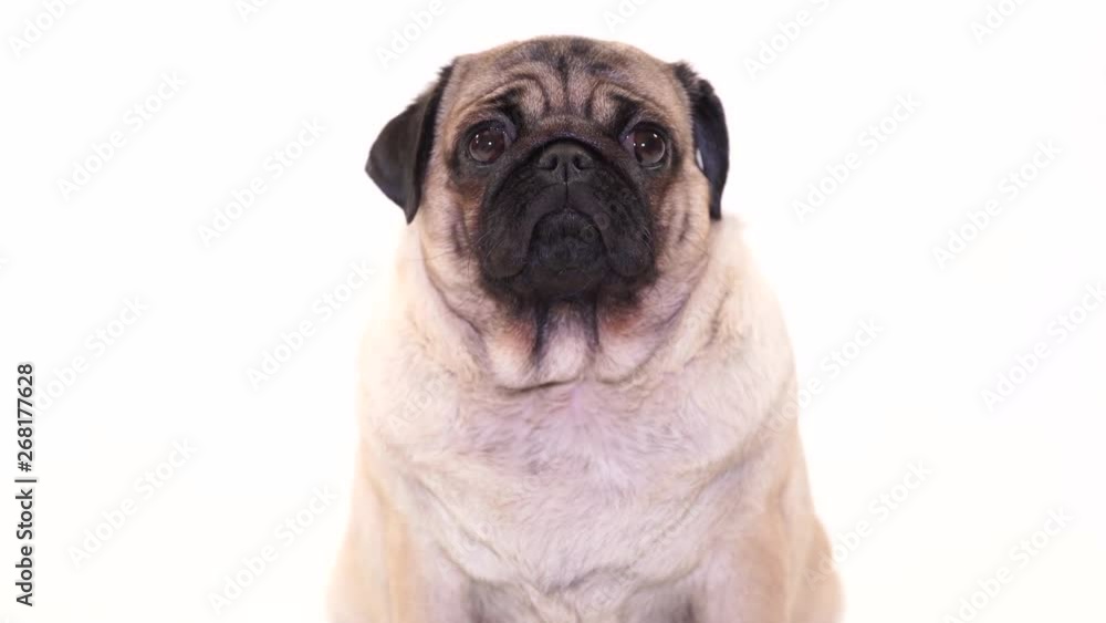 Funny Pug Puppy on white background. portrait of a cute pug dog with big sad eyes and a questioning look on a white background, Beige pug with huge eyes on a white background Funny Pug Puppy on white background. portrait of a cute pug dog with big sad eyes and a questioning look on a white background, Beige pug with huge eyes on a white background