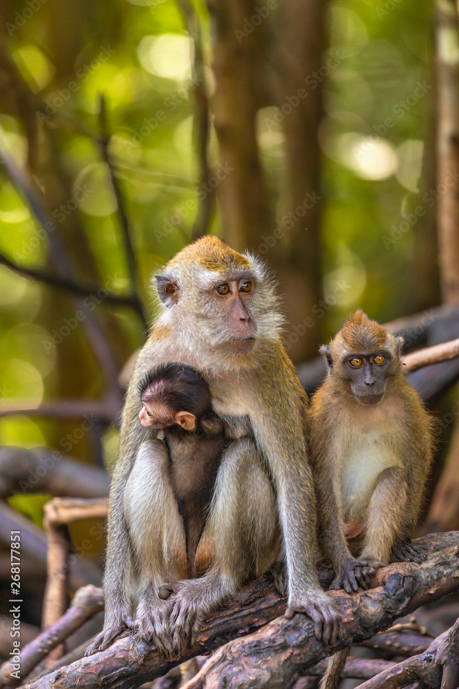 wild monkey at the mangrove of Langkawi, Malaysia wild monkey at the mangrove of Langkawi, Malaysia