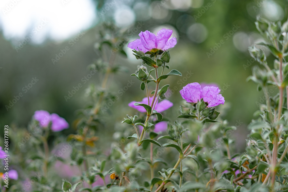 purple flowers in the garden