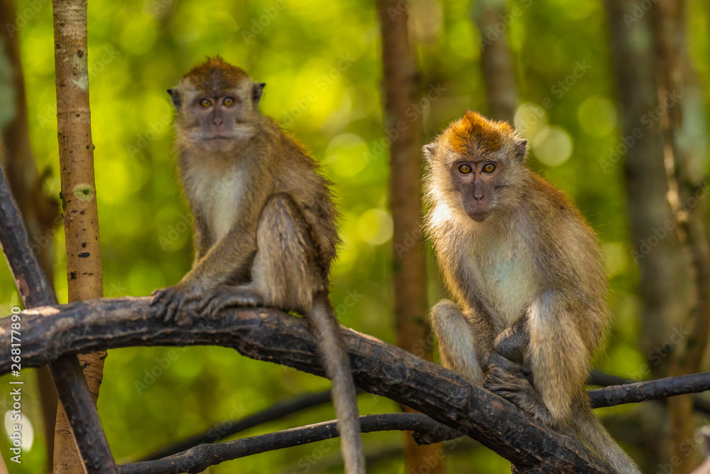 wild monkey at the mangrove of Langkawi, Malaysia