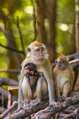 wild monkey at the mangrove of Langkawi, Malaysia © czamfir