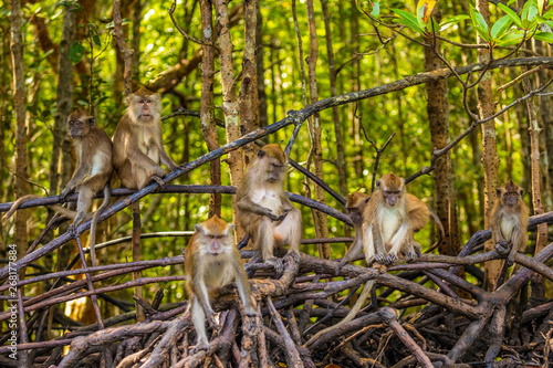 Canvas Print wild monkey at the mangrove of Langkawi, Malaysia