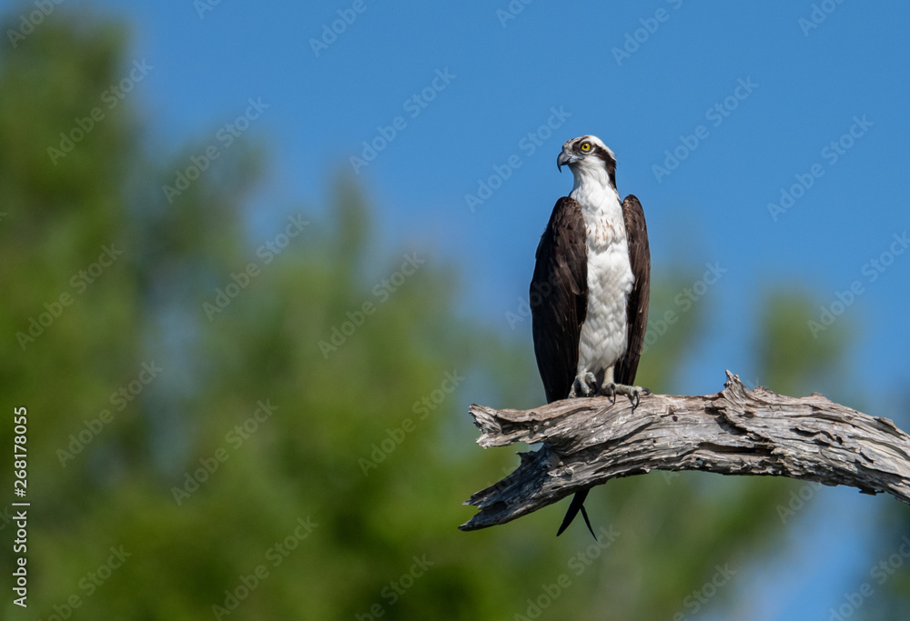 Fototapeta premium Osprey in Florida 